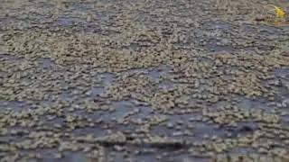 Moldavlatga chumilma