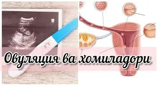 3 ТАЗРИ МУАЙЯН КАРДАНИ ОВУЛЯЦИЯ БАРОИ ХОМИЛАДОРИ 