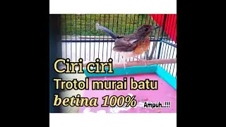 Ciri ciri murai batu trotol betina