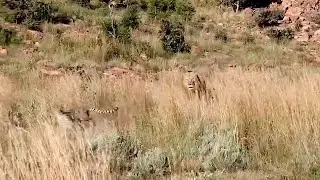 Male lion runs into a cheetah coalition