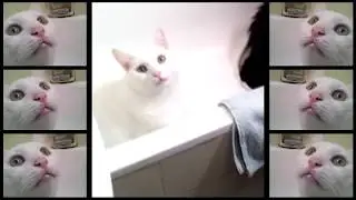 We Can't Stop Parody - Cats Sing Miley Cyrus