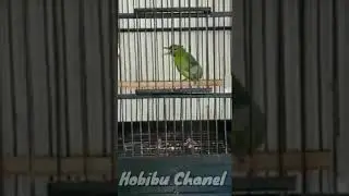 Trotol Cucak Ijo Muda Joss Gandos