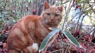 [野良猫]植え込みの中で安心して寛ぐ茶トラ猫が可愛すぎる！[straycat]A cute cat relaxing in a shrubbery!