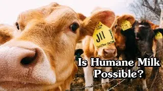 Ethical Milk: Is it possible and what would it cost?