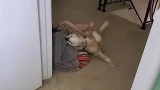 My dog loves dirty laundry 😂