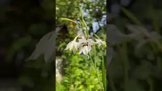 Муриэлла расцвела🤍 