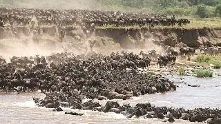 Ñus Cruzan Rio Masivamente