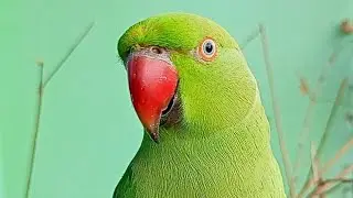 Parrot Screaming Sounds | Natural Parrot Sounds | Parrot Calling Sounds ||