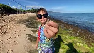 แมงโก้พามาดูเต่าที่หาดเต่าเกาะฮาวาย แต่ไม่เจอครับวันนี้