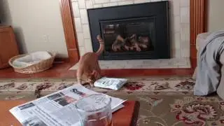 Emmie likes your package