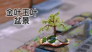 制作自己的盆景
