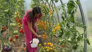 ПРОДОЛЖАЮ СБОР УРОЖАЯ/ ЗАКОНСЕРВИРОВАЛА ОГУРЦЫ/ ЗАКИСЛЕНИЕ ПОЧВЫ У ГОЛУБИКИ
