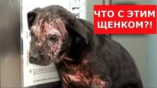 Испуганный бездомный щенок преобразился! Ветеринарное ранчо