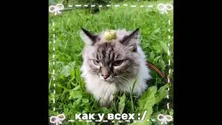 Мася лучшая модель 🎀💐🦋 #рек #кошки #мася #fyp