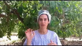 קנדידה טיפול טבעי בפטרת | ערוגות
