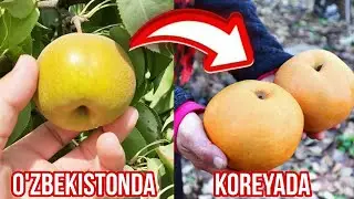 KOREYSKIY NOK HOSILINI KATTALASHTIRISH HAQIDA |  KIVI NOK YETISHTIRISH