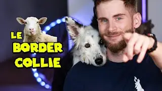 Le chien le plus intelligent: Le border Collie