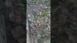Сбор грибов.