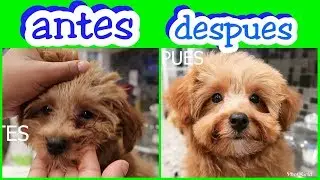 Transformacion!! (bañando a un poodle miniatura!!!)  cortandole el pelo a mi poodle (en casa)