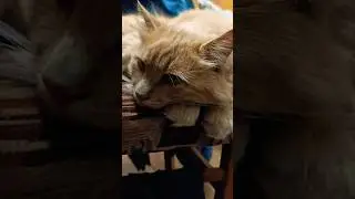Ты же прекрасно понимаешь. #shorts #кот #котики #позитив