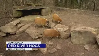 Meet the Red River Hog trio at Nashville Zoo