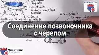 Суставы и связки соединения позвоночника с черепом - meduniver.com