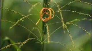 Relaxing Indian Meditation Music - yoga music | Relaxing Music Mind Body - Music For Waking Up