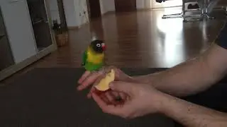 Pfirsichköpfchen isst Apfel