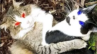 Kitten VS Cat: Cat Warrior Day in Juchuskyni Kitty Park