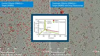 Monitor and Measure ADCC by both Impedance and Imaging using xCELLigence RTCA eSight
