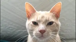 Kitty wanted some attention...
