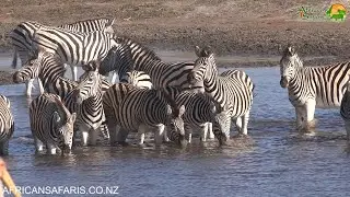 Zebras are highly dependent on water