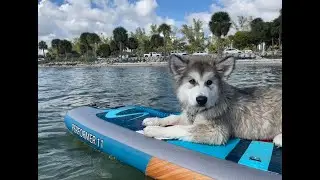 Blue the Alaskan Malamute