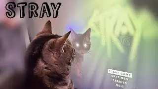 We is kitty, hear us purrr | STRAY - part 2