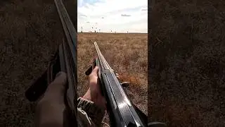 Cannon hunting for partridge, fox and ducks
