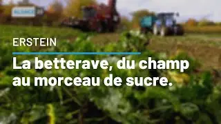 ERSTEIN : La betterave, du champ au morceau de sucre.
