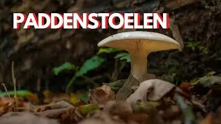 PADDENSTOELEN FOTOGRAFEREN, landschapsfotografie en bosfotografie ideeën in de Lembeekse Bossen