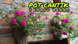 pot cantik dari sepatu bekas untuk repotting bunga krokot