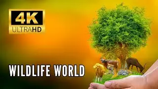 Exploring the Wonders of Wildlife | A Guide to the World's Most Fascinating Creatures