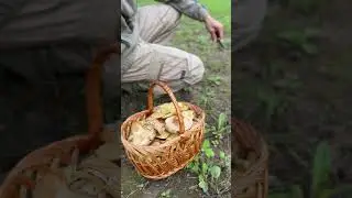 По грибы во двор Тракторильни