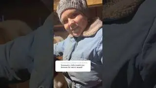 Моя любимая корова 