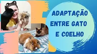 Como eu fiz a adaptação entre meu coelho com meus gatos - HalineCor