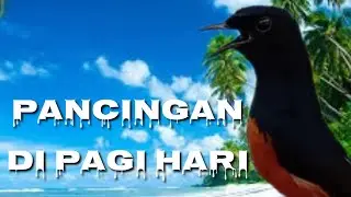 pancingan murai batu cocok di pagi, sore, malam hari, efektif gacor