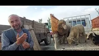 Yenişehir/Bursa Kurbanlık hayvan fiyatları..
