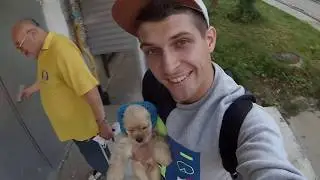 Что подарить маме ? Американский кокер- спаниель !