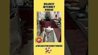 Rodents get caught in unbelievable trap #WildestInternetVideos