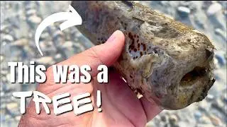 CHECK OUT this LIMB CAST! Amazing Agate Find while Rock Hunting on the Yellowstone