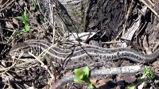 Большая ящерица на охоте дикая природа рептилия Big lizard on hunting in the wild nature reptile