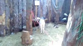 Судак - Крокодиловая ферма!