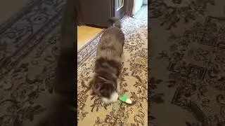 Тотошка